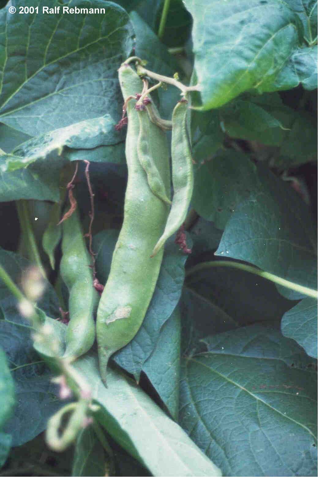 Phaseolus vulgaris Bild04